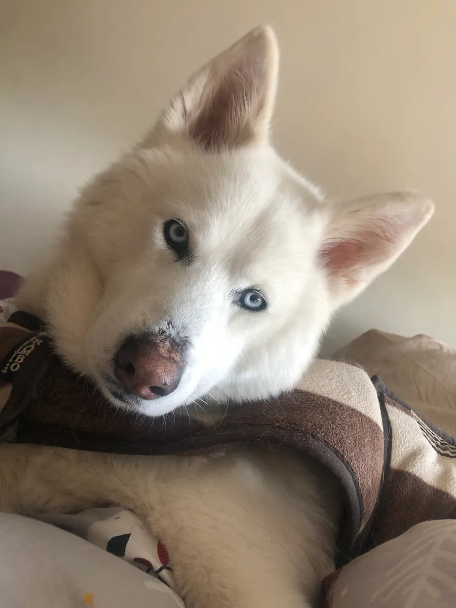 White dog with blue eyes wearing a brown harness on a beige couch.