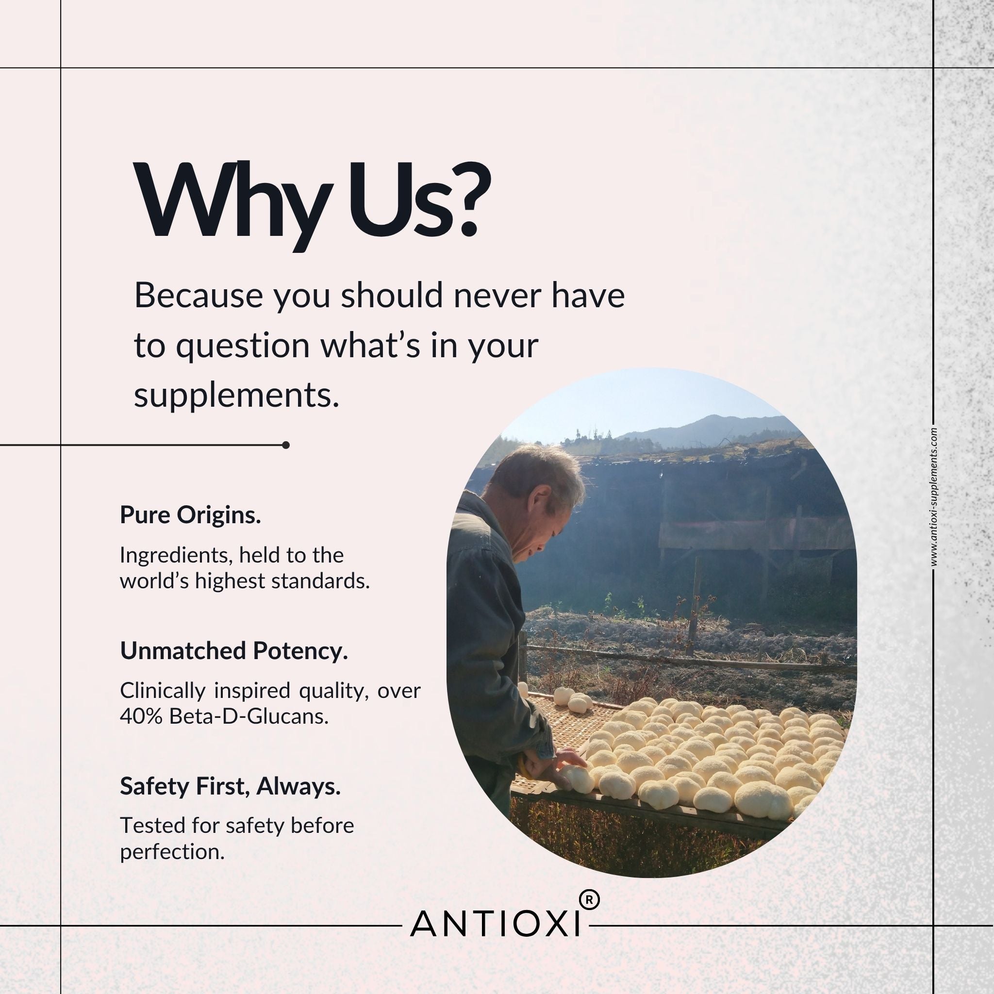 antioxi mesima mushroom supplement origin and quality benchmark