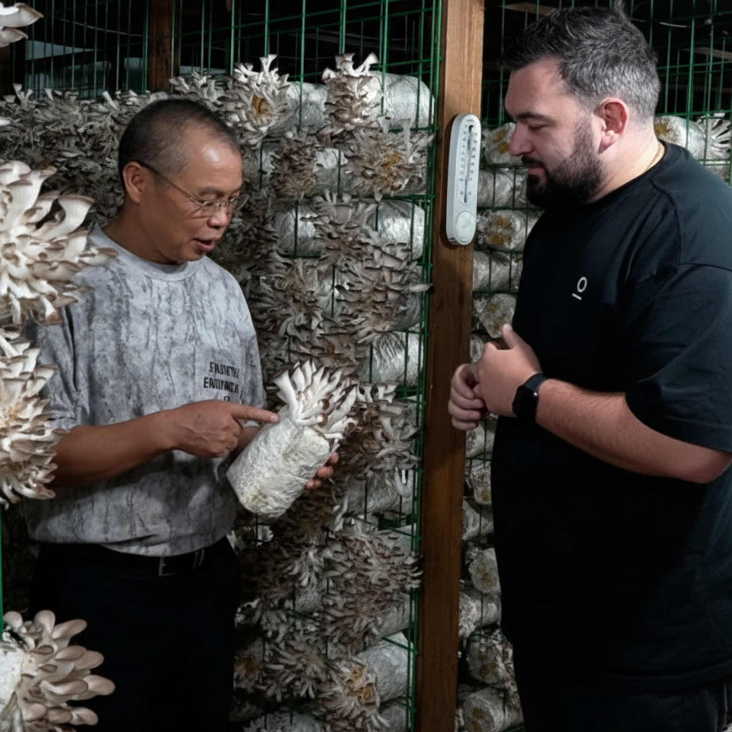 antioxi mushrooms farm